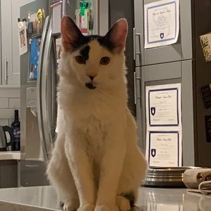 Meet your Posher, Sheradan